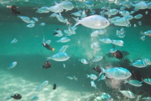 La importancia de los ecosistemas marinos para un futuro sostenible